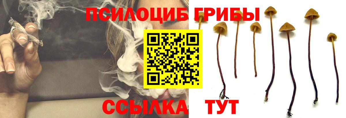 Галлюциногенные грибы Psilocybe Ишим
